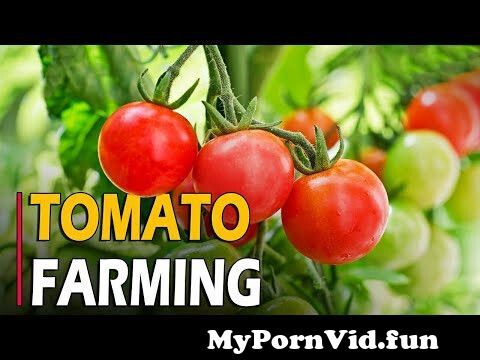  sumiko kiyooka tomato nude おっぱい画像】sumico kiyooka reona|Sumiko kiyooka - Sexy ...