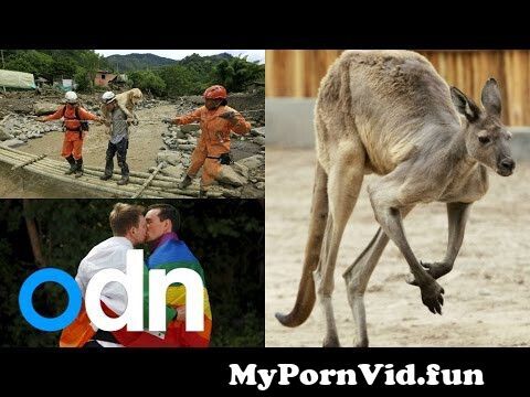 Sex video to animals in Brisbane