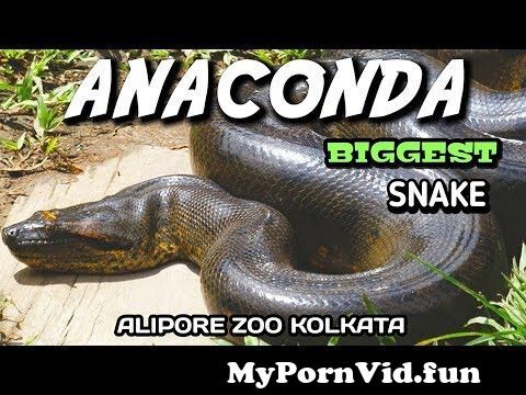 Kolkata zoo porn with in zoo in