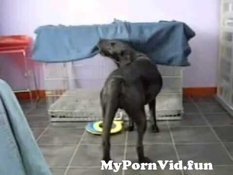 Dog in Omdurman girl sex Best 4k