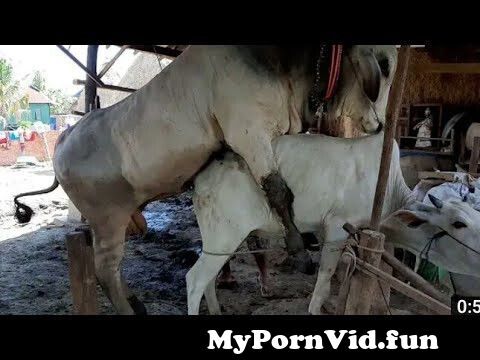 Cowxxxvideo - Best Amazing cow meeting New style crossing#Cow Crossing HD Video from man  sex hen cowxxxWatch Video - MyPornVid.fun
