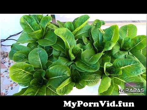 K lettuce - nude photos
