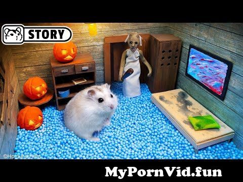 Hamster porno de