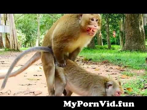 View Full Screen: monkey metting in road side breeds sex.jpg