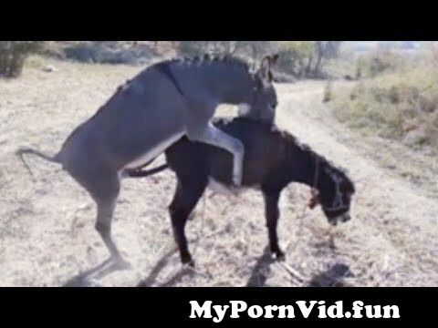 Seks animal Animal Sex