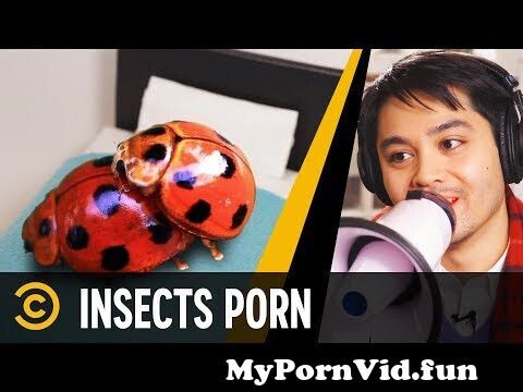 Insect porn video