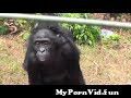 كيفيه تزاوج القرود from سكس حيوان القرد Video Screenshot Preview 3