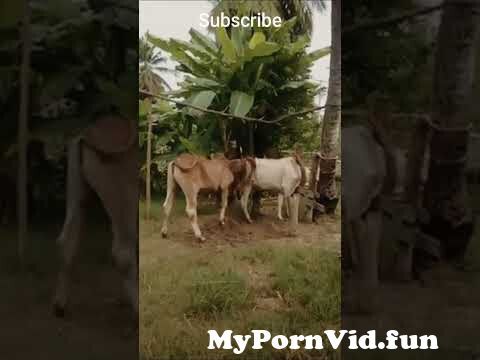 Cow Sex Xx Video - the cow s e x xx2 #lembu #cow #shorts #brahman from caw sex Watch Video -  MyPornVid.fun