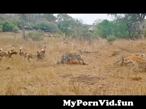 Anal Impala Porr Filmer - Anal Impala Sex