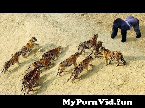 The Best Of Animal Attack 2022 - Most Amazing Moments Of Wild Animal Fight!  Wild Discovery Animal p4 from မယ်လိုဒီအောကားகில bf videoscom Watch Video -  