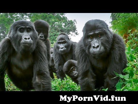 Nude Girl Gorilla Porn