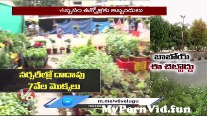 View Full Screen: special report experts alert on conocarpus plant in haritha haram programme telangana v6 news 1.jpg