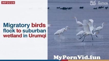 The animal sex video in Ürümqi