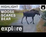 Explore Bears u0026 Bison
