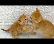 Funny Kittens Video
