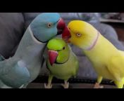 Chatterbox Parrots