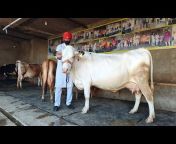SIDAK Dairy farming