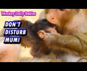 Monkey Daily Babies