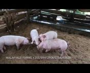 Malafyale Pig Farms