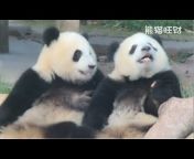 熊猫旺财