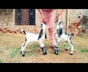 Waheed goats faram