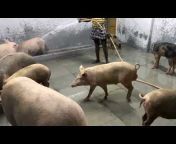 Priya Pig farm