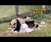 熊猫真是可爱YA--