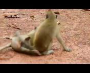 monkey 🐒 funny