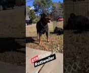 ZTR ROTTWEILERS