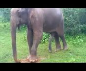 Wild Animal Sri Lanka