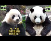 花叶猫 HuaYe Panda&#39;s