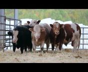 British Simmental Cattle Society - SIMM TV