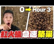 奈普頓—臺灣蟻窟AntsFormosa
