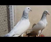 Pigeons Mania