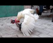 The World Best Hens