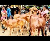 Chuadanga Cattle Market