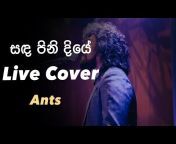 Ants music