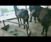 GR Samriya Goats farm Banwal Nikki Bhai