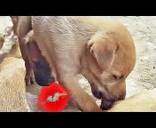 Puppy Puppy-Love