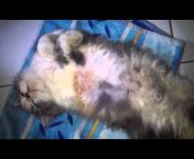 Iyem Kucing Paling Sexy SeIndonesia Mr X_Katrok
