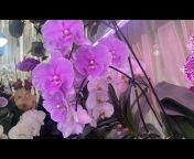 Marcela Orchids