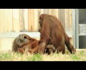 orangutancare