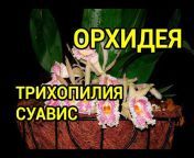 Орхидеи со всей планеты Ангелок.ру