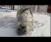 Cute Seal Videos
