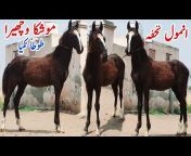 Horse In Punjab