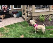 DGP Dog Behavior Videos