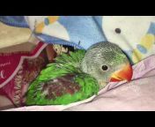 PDP - Popat ‘D’ Parrot