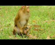 Monkey Life Cambodia