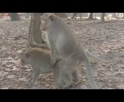 Funny Monkey Videos