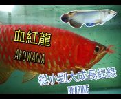 麥之龍 龍魚 My Arowana Channel